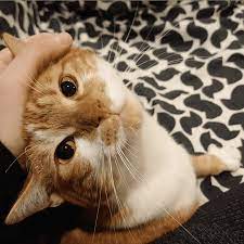 About Animals First Sanctuary About Animals First Sanctuary